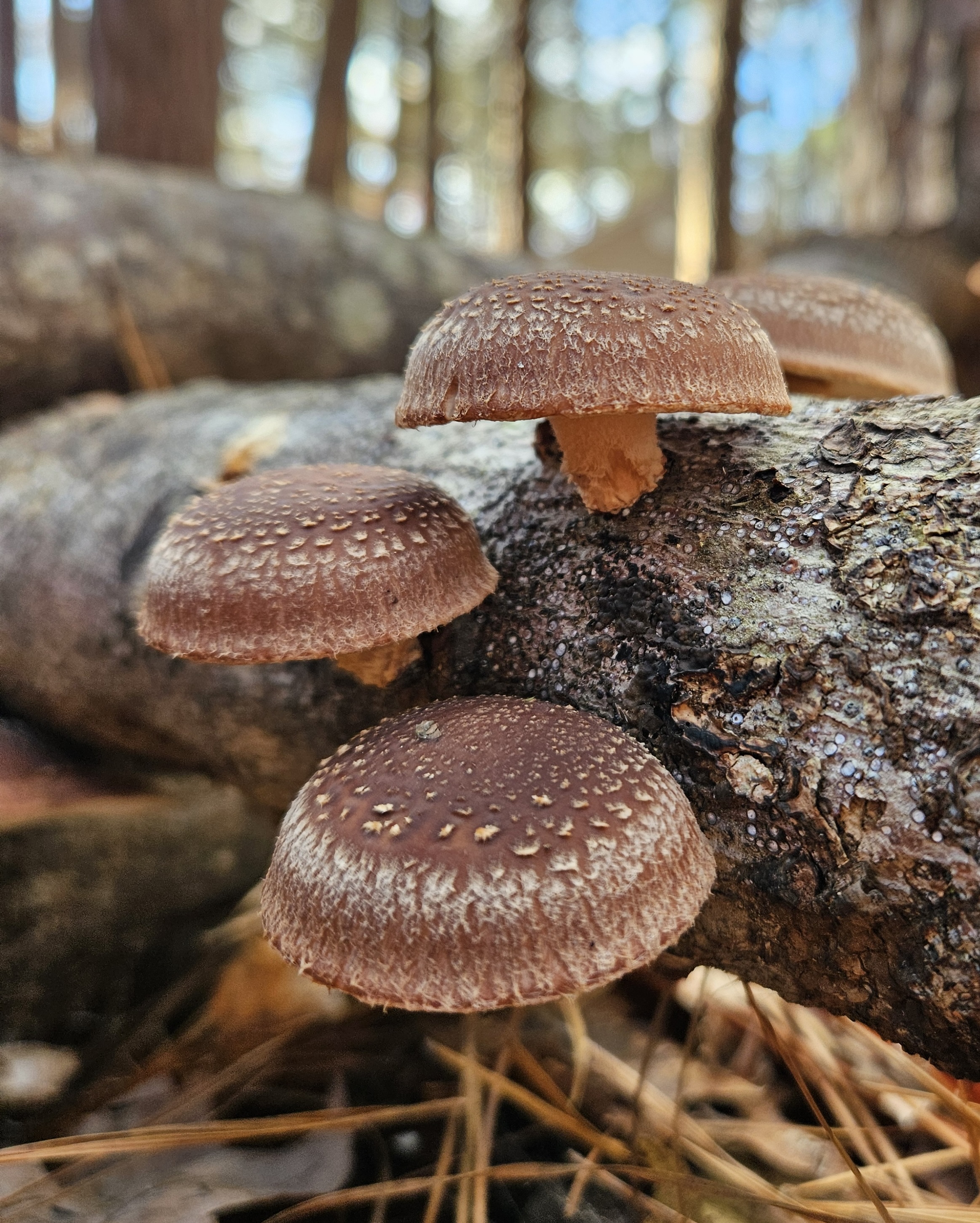Shiitake on Log (1)